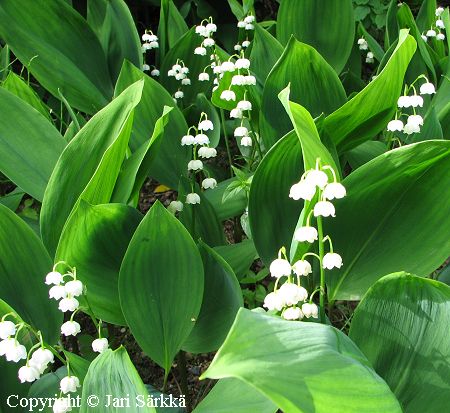 Convallaria majalis 'Fortin's Giant' kielo